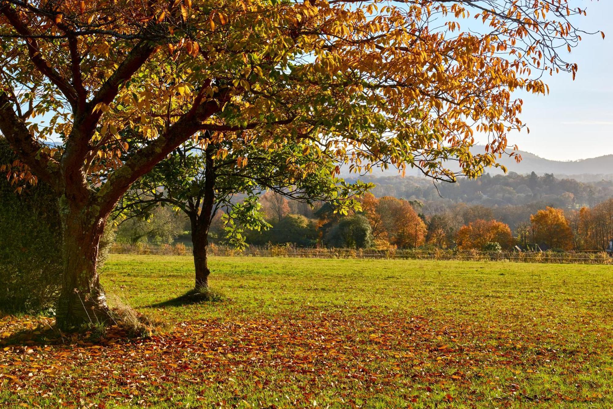 Stunning Cabin With Incredible Views Near Goodwood Rogate Esterno foto